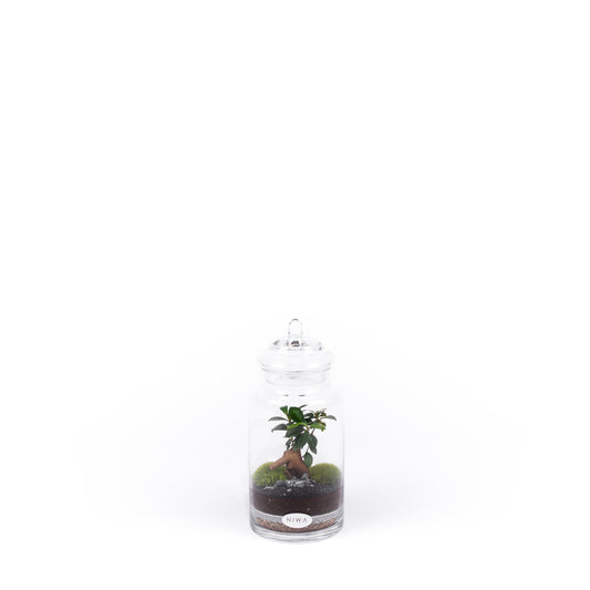 Niwa Design Small World 1 Glass Terrarium